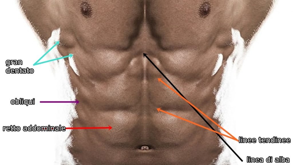 Le inserzioni tendinee dividono i distretti muscolari sul piano coronale, mentre sul piano sagittale il retto dell'addome è diviso dalla linea alba.