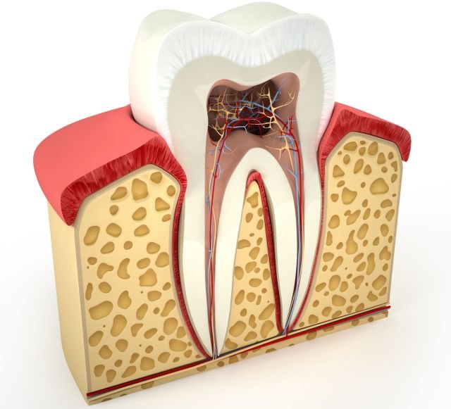La struttura del dente: la devitalizzazione consiste proprio nell'asportare la parte di polpa dentale, di 'togliere vita' al dente