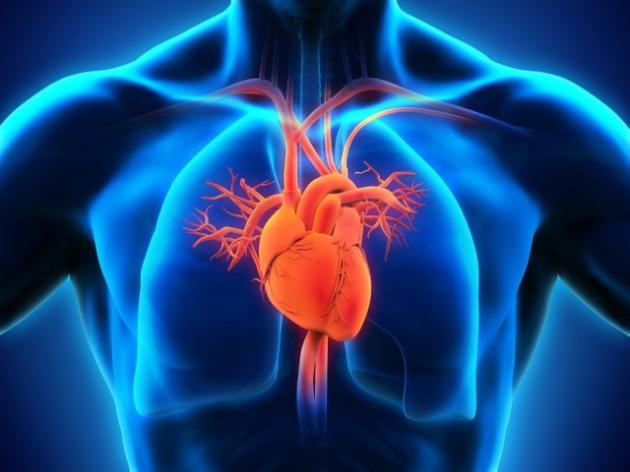 Ecco perché secondo i ricercatori il vino rosso fa bene al cuore