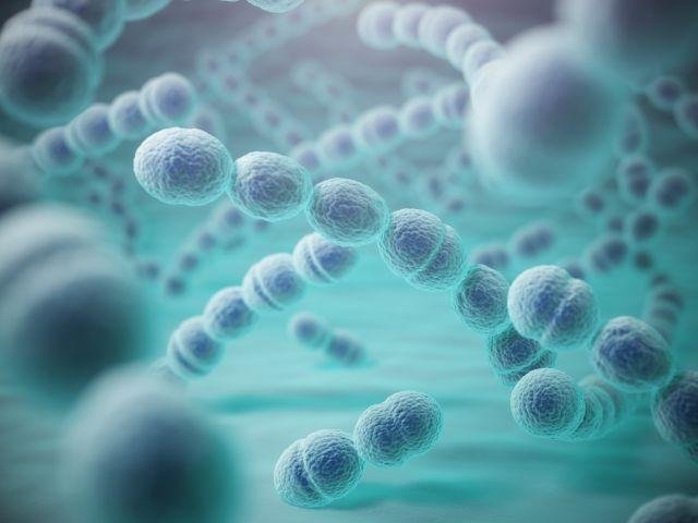 Lo Streptococcus pyogene, il batterio responsabile delle infezioni che il titolo antistreptolisinico alto riesce a mettere in evidenza
