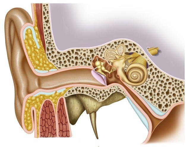 La struttura dell'orecchio, del quale la membrana timpanica rappresenta uno degli elementi più importanti, dividendo l'orecchio esterno da quello medio