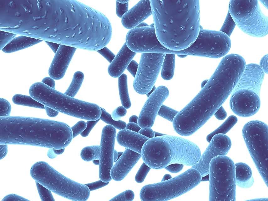 Probiotici: dove si trovano e a cosa servono