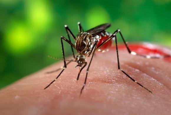 Come difendersi dalle zanzare in modo naturale