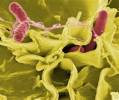 Salmonella e salmonellosi: sintomi, cause e cure