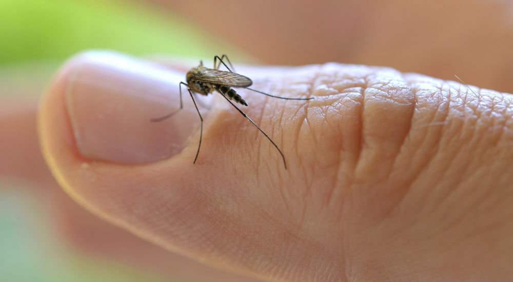 Rimedi naturali contro le zanzare