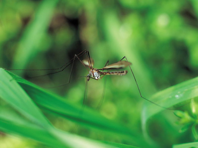 Rimedi naturali contro le zanzare