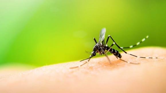 Perché le zanzare colpiscono proprio te? Ecco il motivo