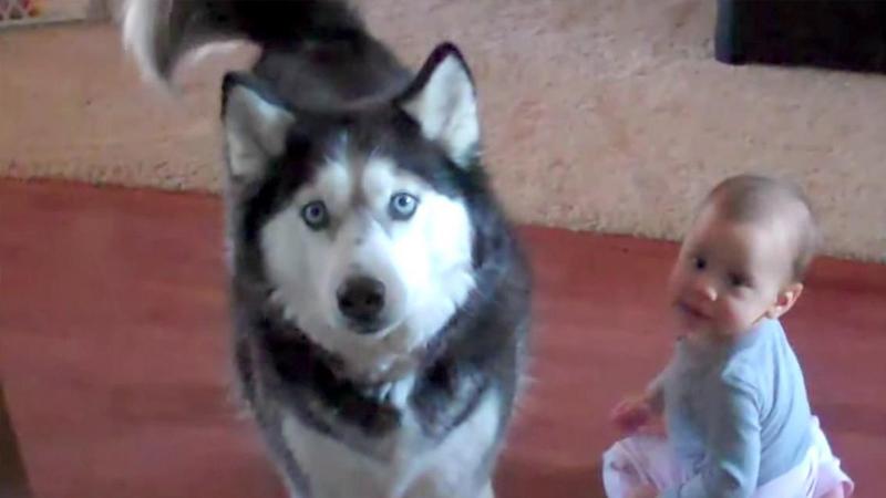 Un bimbo gioca con il suo husky. Poco dopo la mamma si accorge che il cane imita il bambino e riprende tutto!