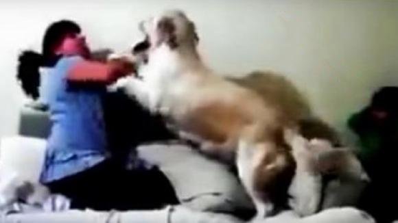 La mamma finge di picchiare il bambino. La reazione dei suoi cani è davvero commovente!