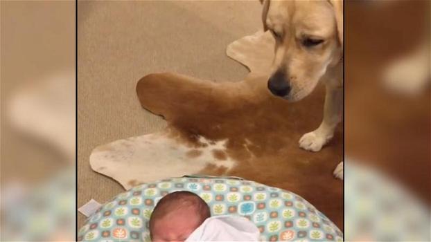 Un neonato non smette di piangere. Il cane riesce a confortarlo e lo calma!