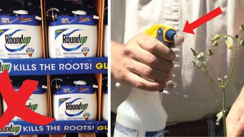 Aceto di vino bianco in giardino: ecco 6 usi alternativi per dire addio ai prodotti chimici