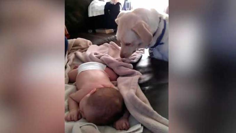 Il cane si avvicina al bimbo che dorme sul divano. Poi fa qualcosa che stupisce tutti
