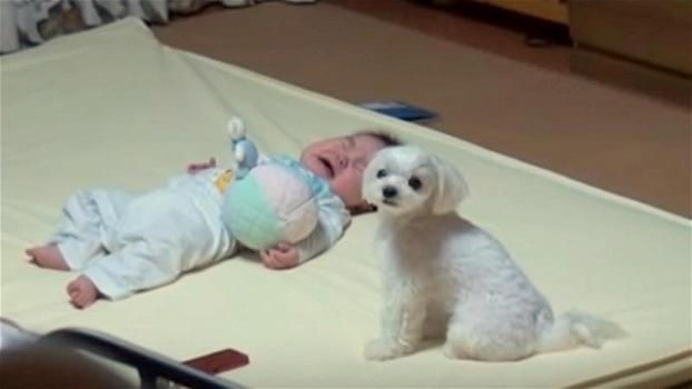 Un neonato inizia a piangere. Ecco cosa fa il cane per tenere la situazione sotto controllo