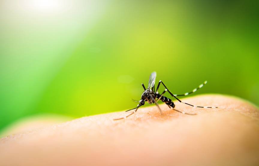 Perché spuntano le punture di zanzare