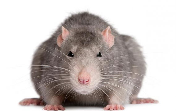 Questa mamma ha condiviso questa strana storia su un topolino. Ecco cos’è successo