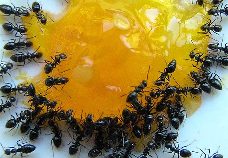 Il miele è un alleato dell'uomo su come eliminare le formiche
