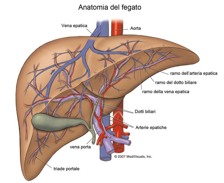 Il fegato è uno degli organi più complessi del corpo umano