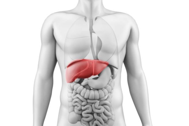 Ecco dove si trova il fegato nel corpo umano