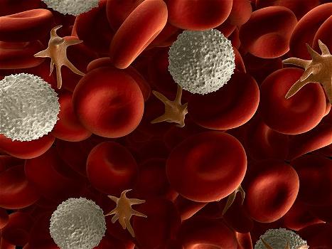 Leucociti bassi nel sangue: cosa vuol dire, cause e quando preoccuparsi
