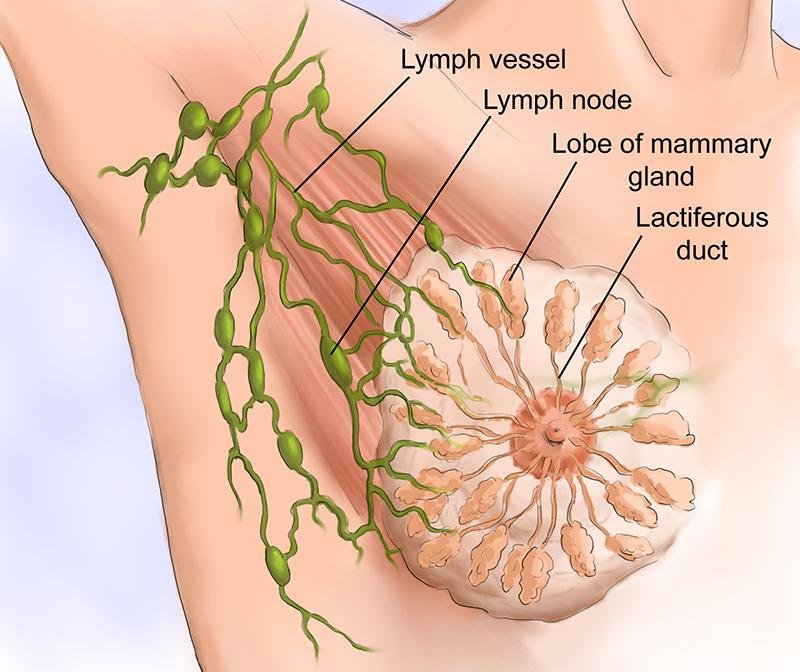 I linfonodi ascellari ci indicano come stiamo e se è in corso un'infezione