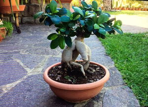 bonsai_ficus_01