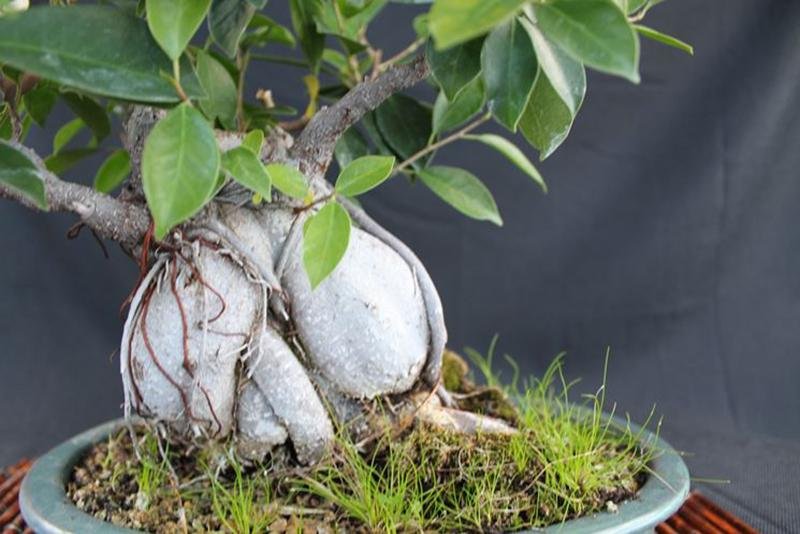 II bonsai ginseng si contraddistingue per il suo tronco robusto e radici aeree