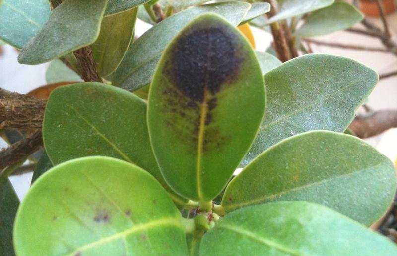 Le foglie del bonsai ginseng possono presentare delle macchie