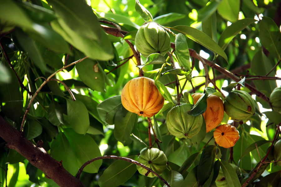 Garcinia cambogia: cos’è, come funziona ed effetti collaterali