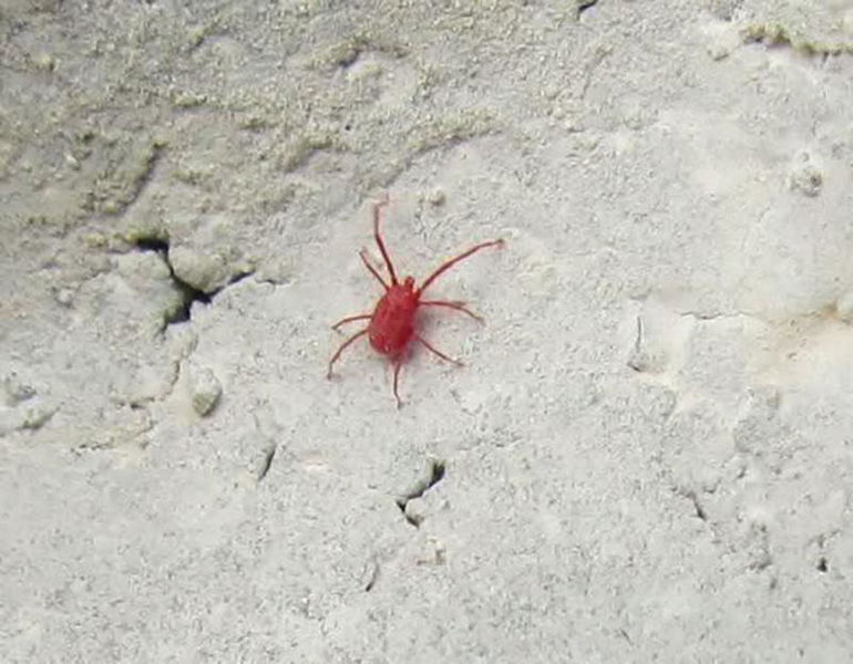 Come eliminare i ragnetti rossi in casa e in giardino definitivamente