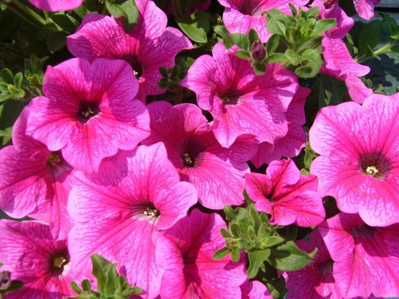 Come curare le surfinie: trucchi e consigli