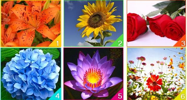 Scegli il fiore che preferisci e scopri cosa dice della tua personalità