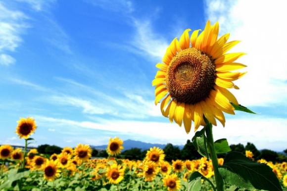 Scegli il fiore che preferisci e scopri cosa dice della tua personalità