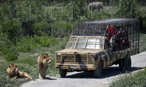 Ecco uno zoo al contrario: le persone sono in gabbia e gli animali sono liberi