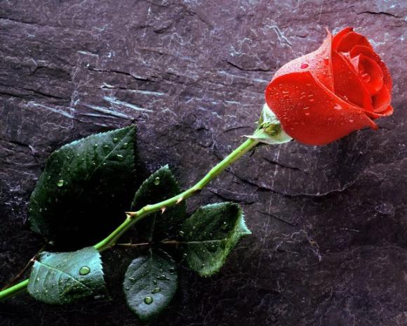 Scegli il fiore che preferisci e scopri cosa dice della tua personalità