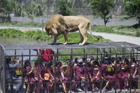 Ecco uno zoo al contrario: le persone sono in gabbia e gli animali sono liberi