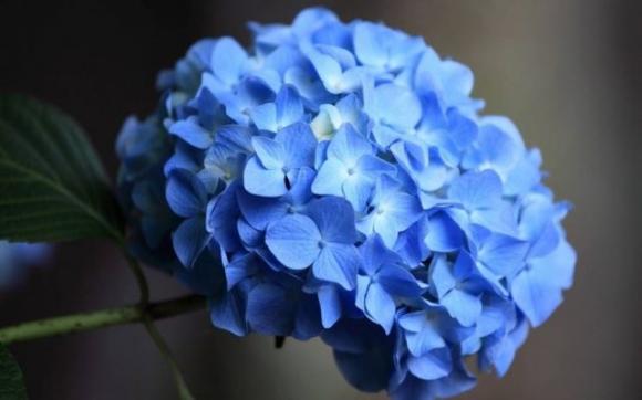 Scegli il fiore che preferisci e scopri cosa dice della tua personalità