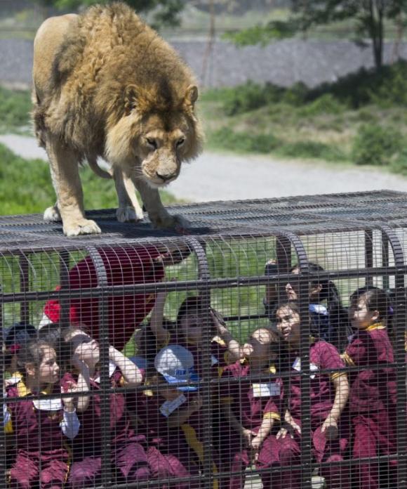 Ecco uno zoo al contrario: le persone sono in gabbia e gli animali sono liberi