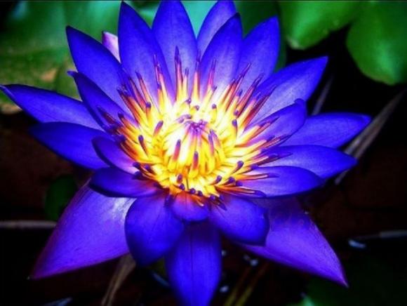 Scegli il fiore che preferisci e scopri cosa dice della tua personalità