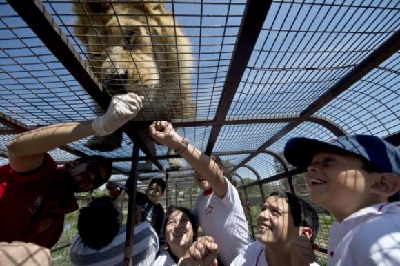 Ecco uno zoo al contrario: le persone sono in gabbia e gli animali sono liberi