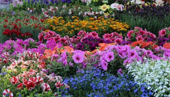 Scegli il fiore che preferisci e scopri cosa dice della tua personalità