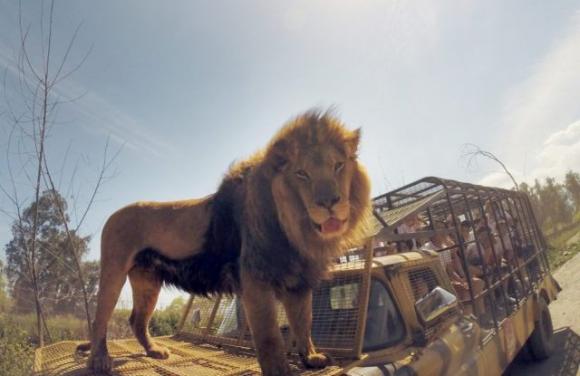 Ecco uno zoo al contrario: le persone sono in gabbia e gli animali sono liberi