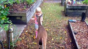 Una bimba si trova faccia a faccia con un cerbiatto: quello che accade lascia tutti basiti!