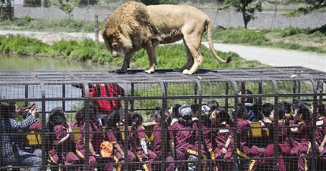 Ecco uno zoo al contrario: le persone sono in gabbia e gli animali sono liberi