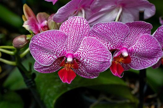 Orchidea: come curarla in casa, idee e consigli utili