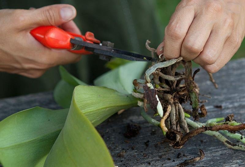 Bisogna prestare cura ed attenzione alla potatura e rinvaso delle orchidee
