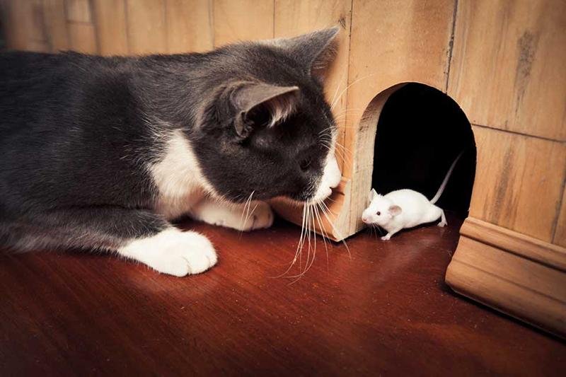 Il gatto tiene lontano i topi