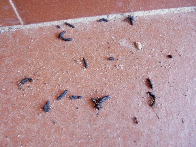 Cacca di topo in casa: come riconoscerla e alcuni rimedi per allontanare i roditori