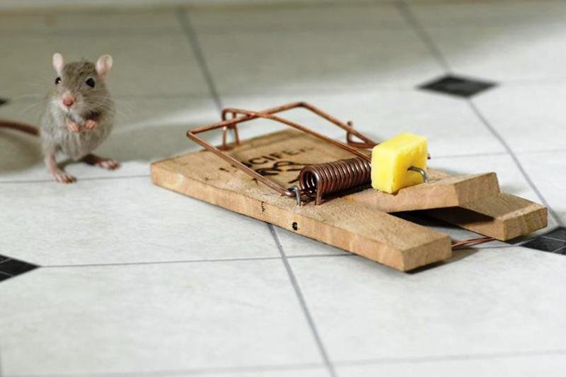 Per allontanare i topi possiamo usare dei rimedi naturali
