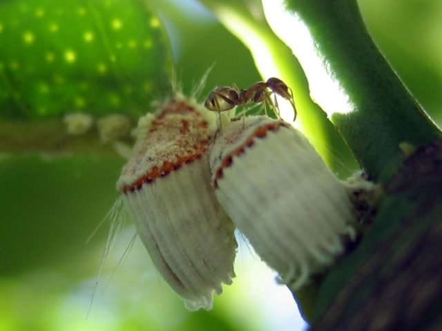 La cocciniglia è un insetto molto pericoloso per le piante di casa