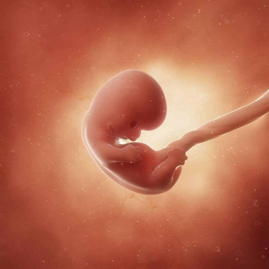 Render 3D del feto a 8 settimane di gravidanza